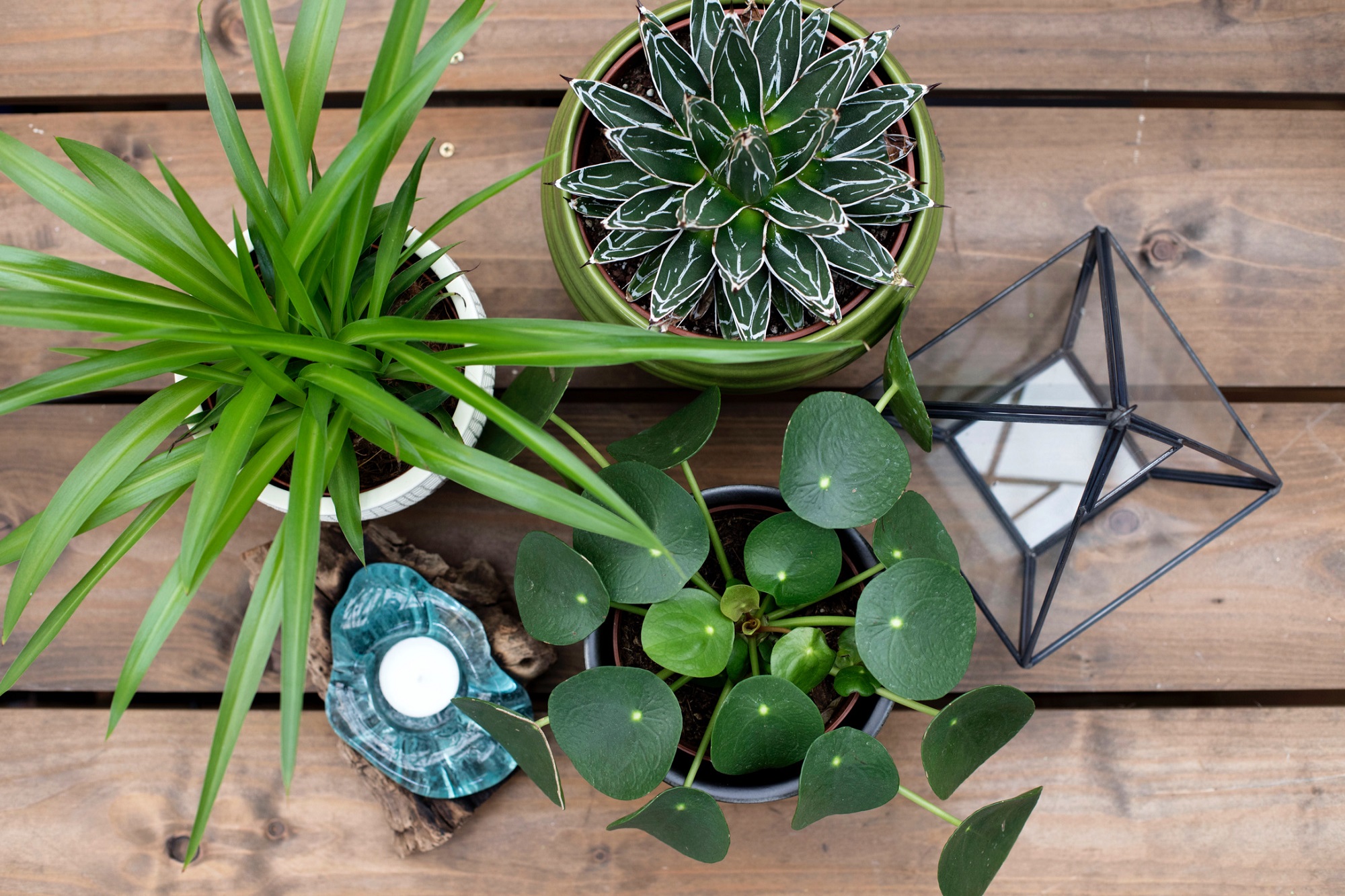 Houseplants Product range Caerphilly Garden Centre Cardiff