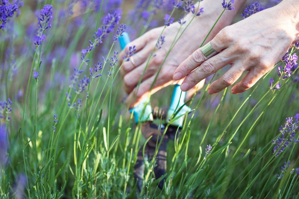 15 gardening tips for April Caerphilly Garden Centre Cardiff