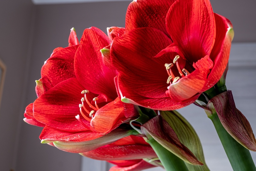 All about the Amaryllis Caerphilly Garden Centre Cardiff