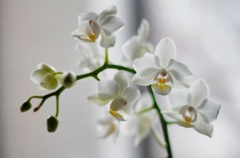 Brighten up your home with Orchids