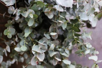 Garden plant of the moment: Eucalyptus 