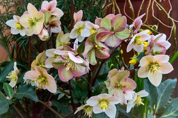 Hellebore: the Christmas Rose