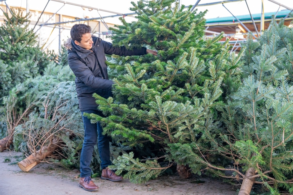 How to choose the right Christmas tree Caerphilly Garden Centre Cardiff