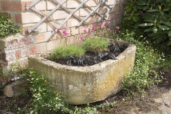 How to plant an alpine trough