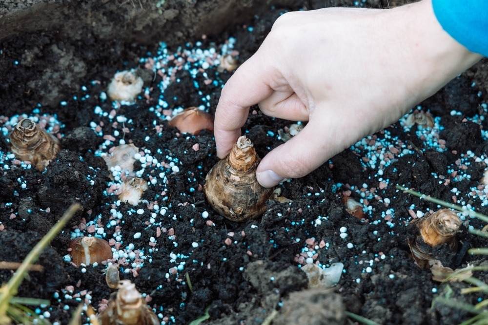 How to plant spring bulbs Caerphilly Garden Centre Cardiff