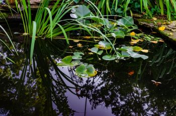 Maintain a thriving pond