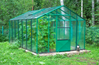 Tackle aphids in the greenhouse