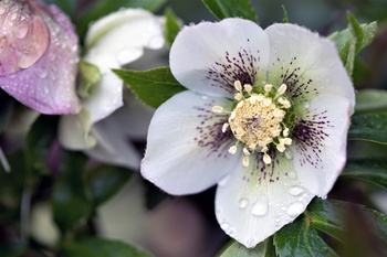 Planting hellebores for winter colour