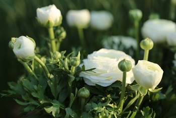 Spring-flowering garden plants