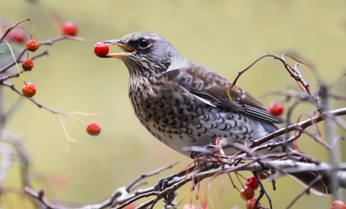 Top tips for feeding birds in winter