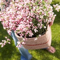 Herb baskets