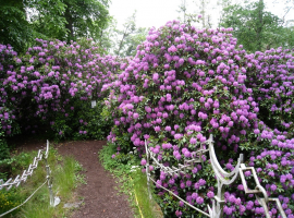 Trees and shrubs