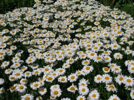 Sowing annuals