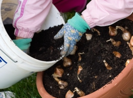 Compost choices